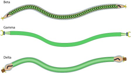 Представитель Семейства Lipothrixviridae